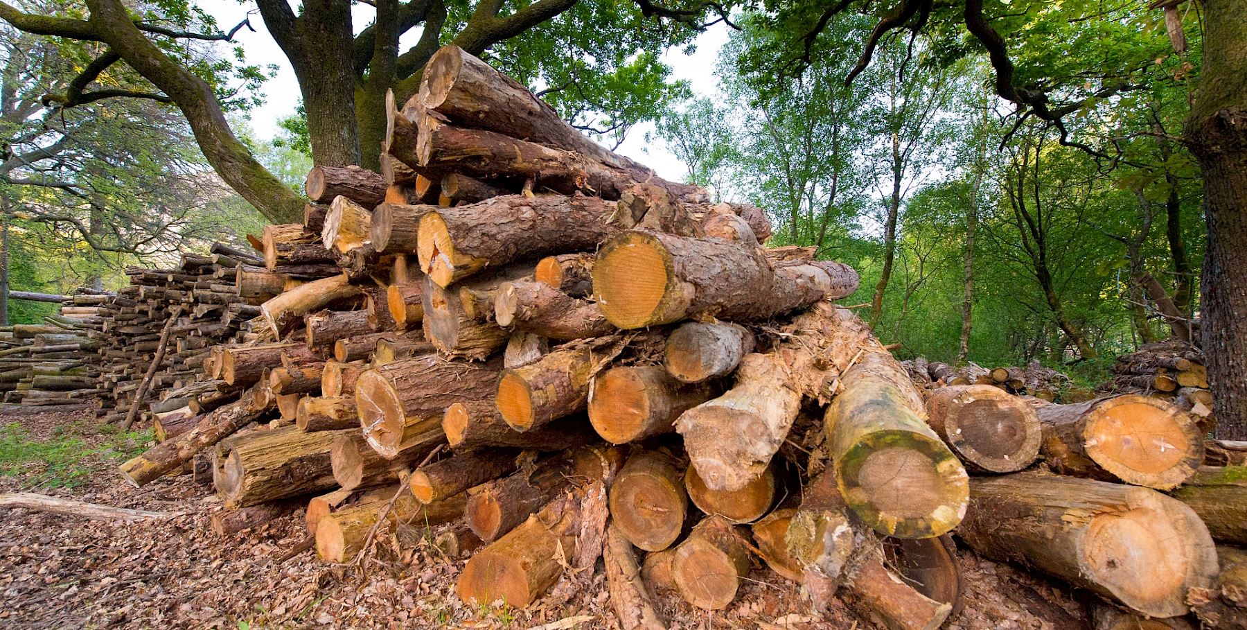 Where does our firewood come from?