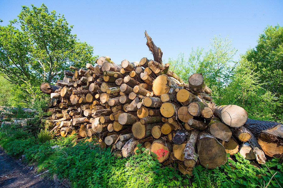 Where does our firewood come from?