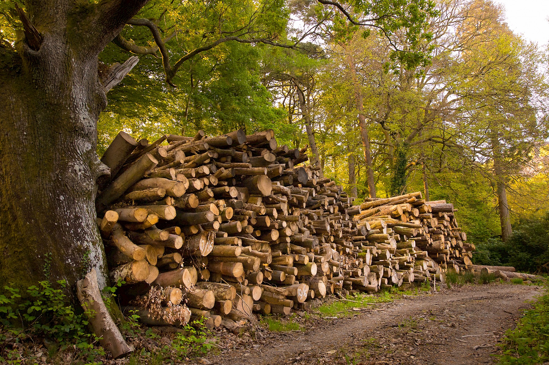 Where does our firewood come from?